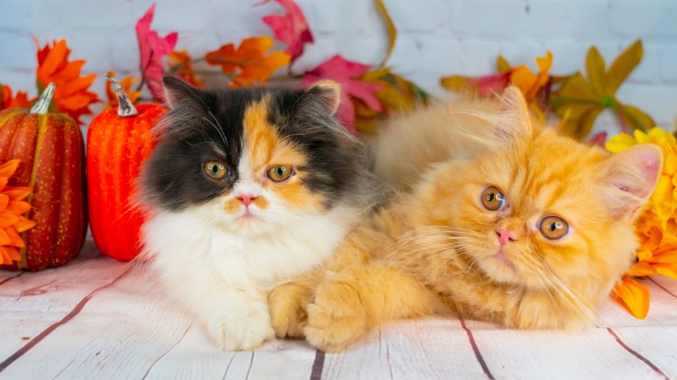 Two cats in fall with pumpkins and leaves