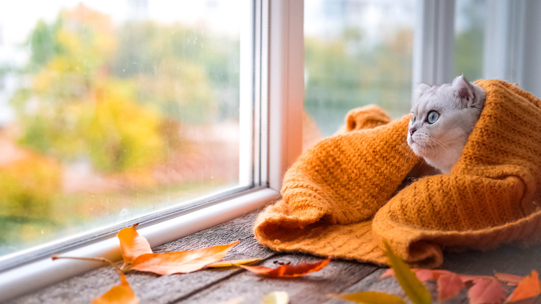 cat in fall in orange blanket looking out window