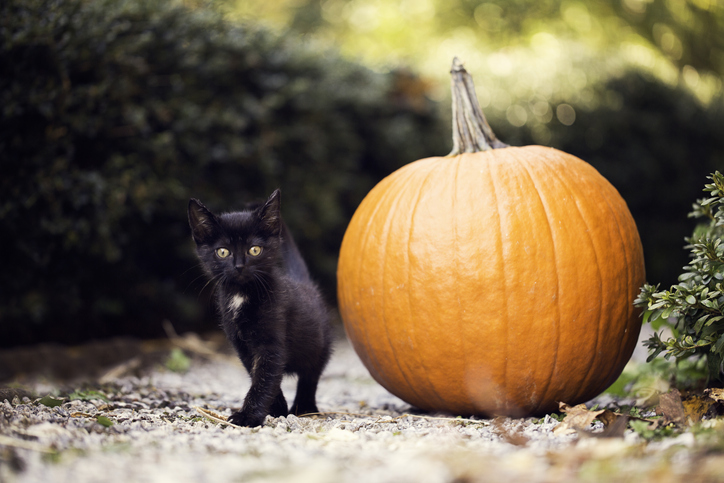 Black cat in the fall standing next to big pumpkin