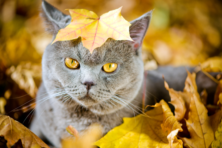 Grey cat in fall in leaf pile