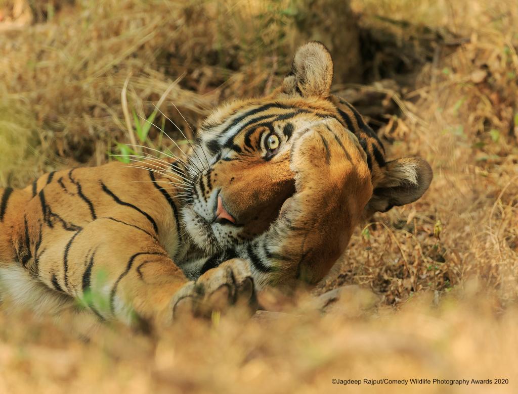 Tiger with palm on forehead
