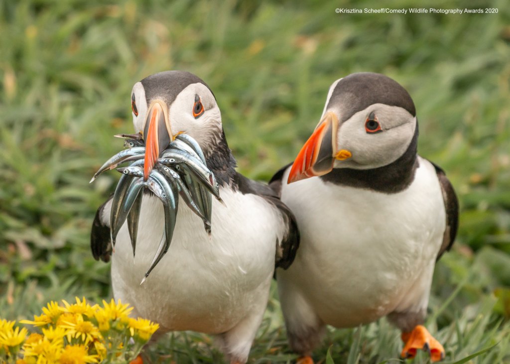 One puffin with a mouthfull of fish and another staring at him