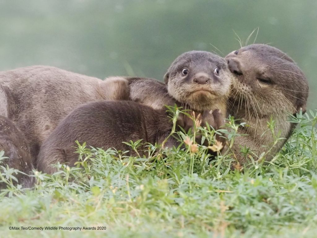 Older otter looking like it's kissing a wide-eyed younger otter's head