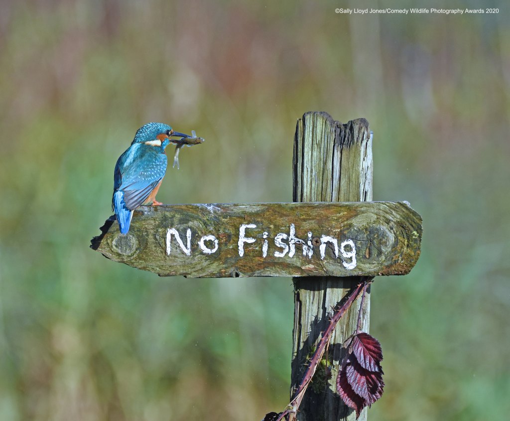 Bird with a fish in its mouth on a "no fishing" sign