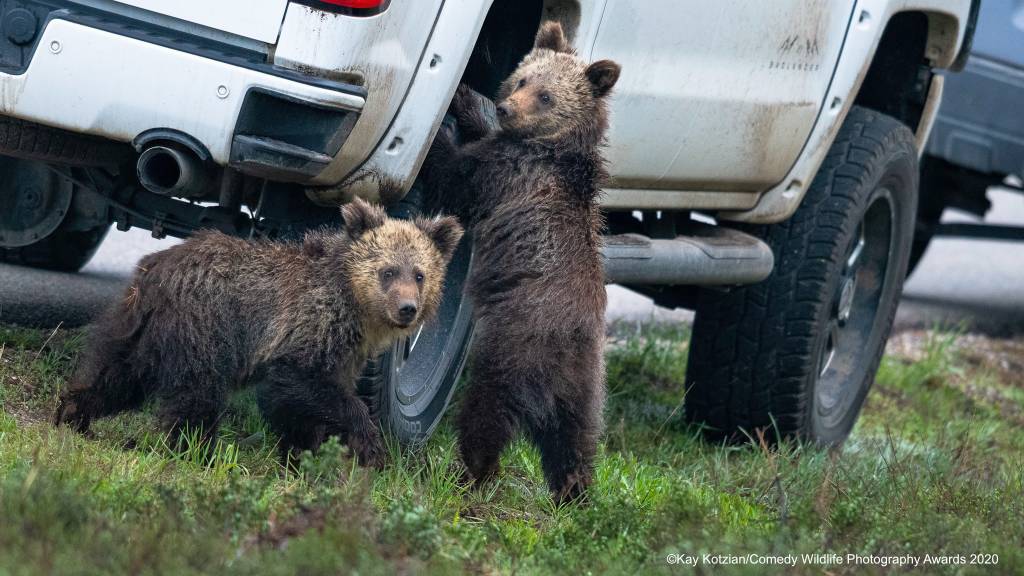 Bear cubs "fixing" a flat