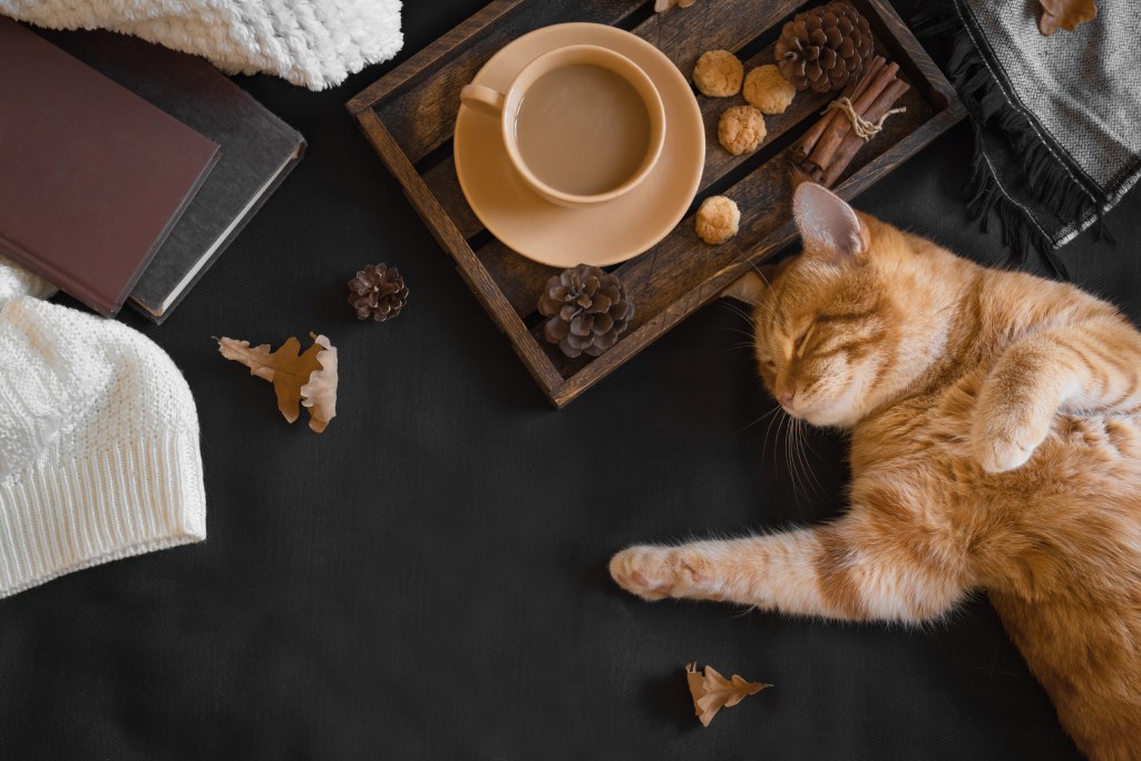 Cozy cat in fall taking a nap near tea and books
