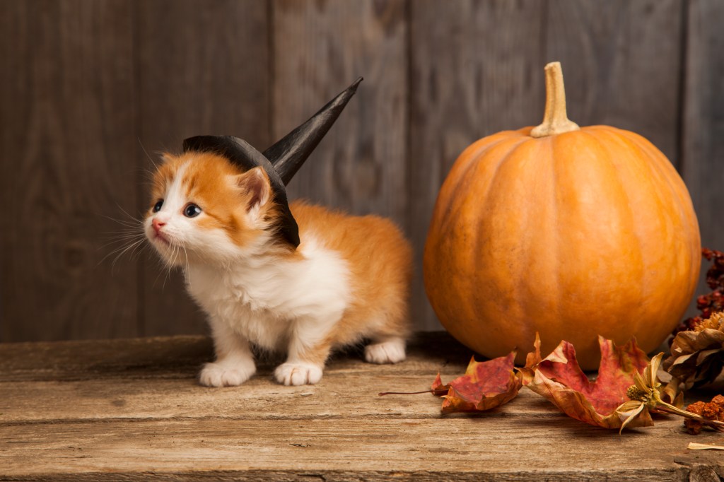 Cat in fall wearing witch hat and standing by pumpkin