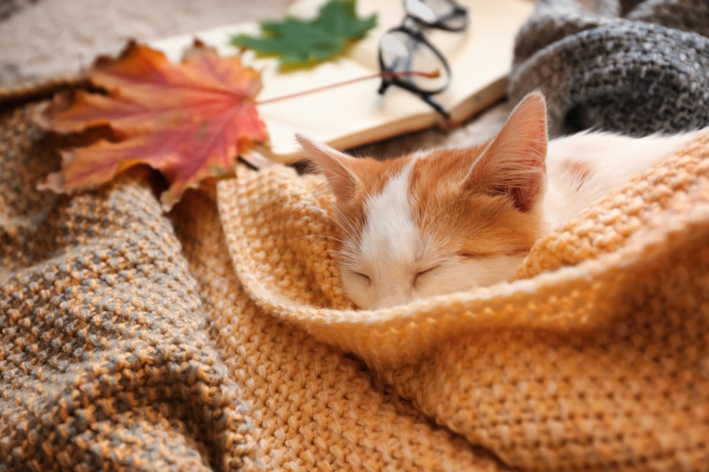 Tabby cat in fall sleeping in blanket