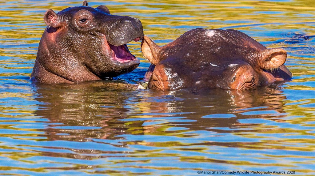 Small hippo seemingly chatting in a larger hippo's ear