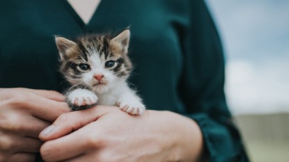 woman holding small cute kitten