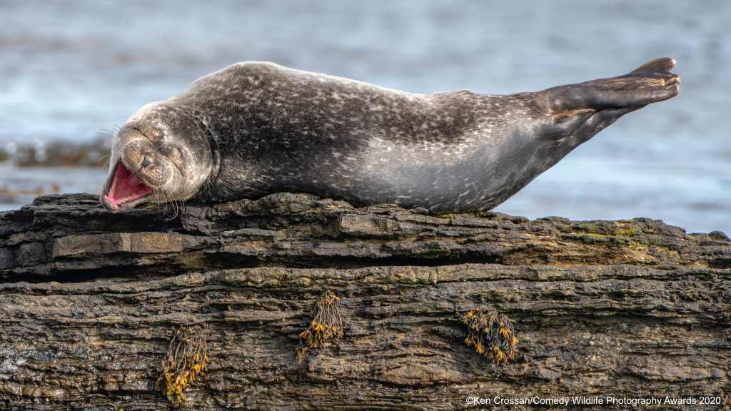 Seal laying down and laughing