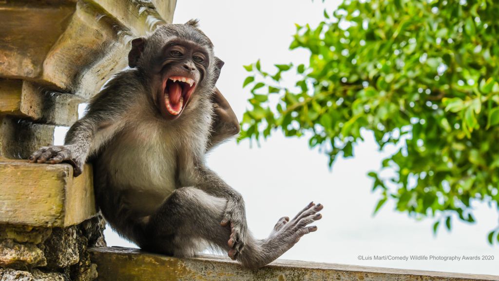 A monkey smiling wide and appearing to strike a pose