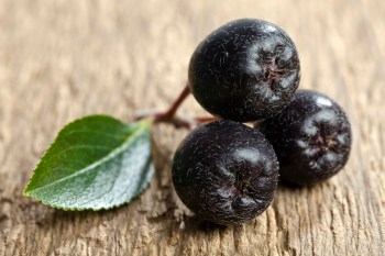 Black Aronia berries