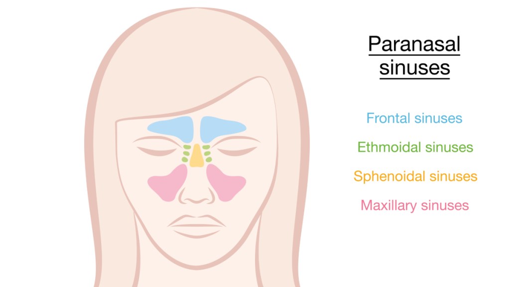 An illustration of the sinuses, which can be stimulated by sinus pressure relief points
