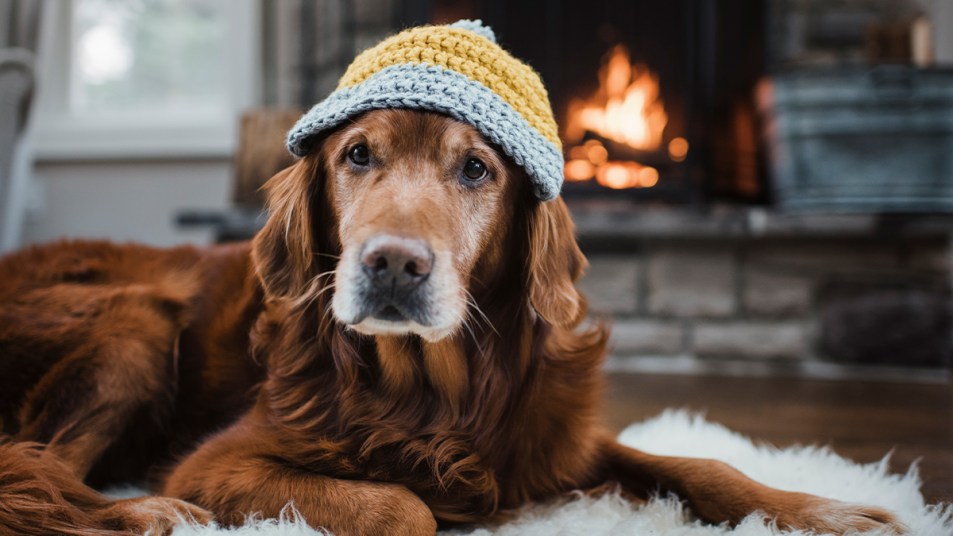 Dog wearing a knit hat