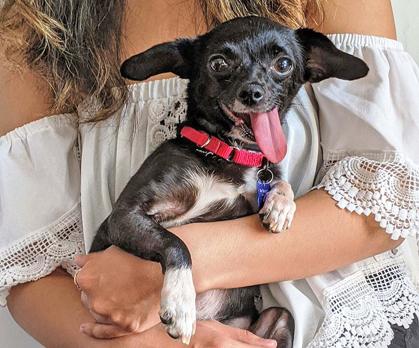 Cute dog with tongue sticking out