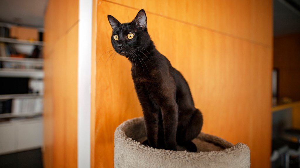 Bombay cat