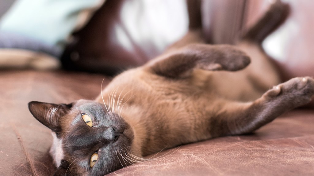 Burmese cat