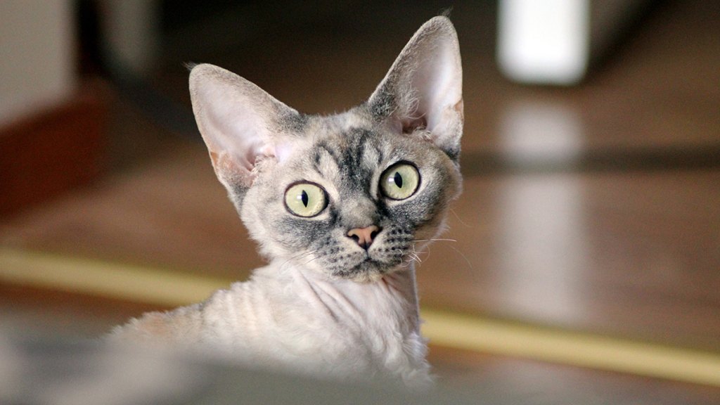 Devon rex cat