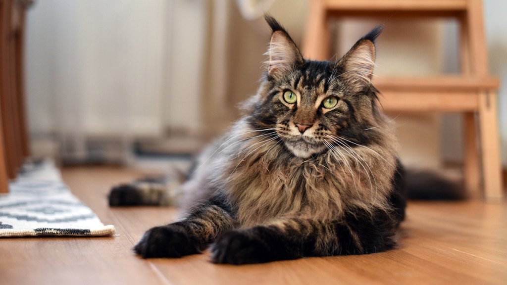 Maine coon cat