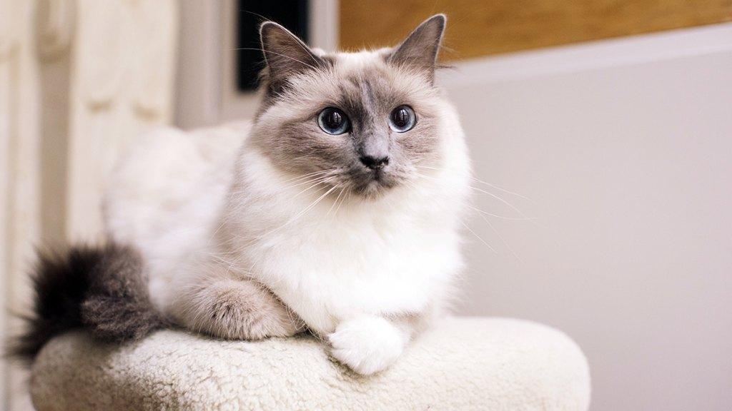 Ragdoll cat