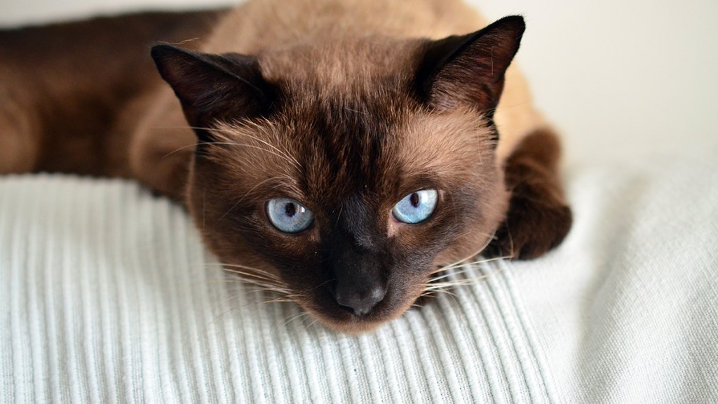 Siamese cat