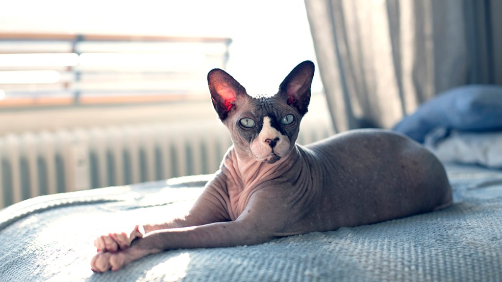 Sphynx cat