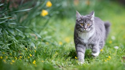 Cat walking around grass