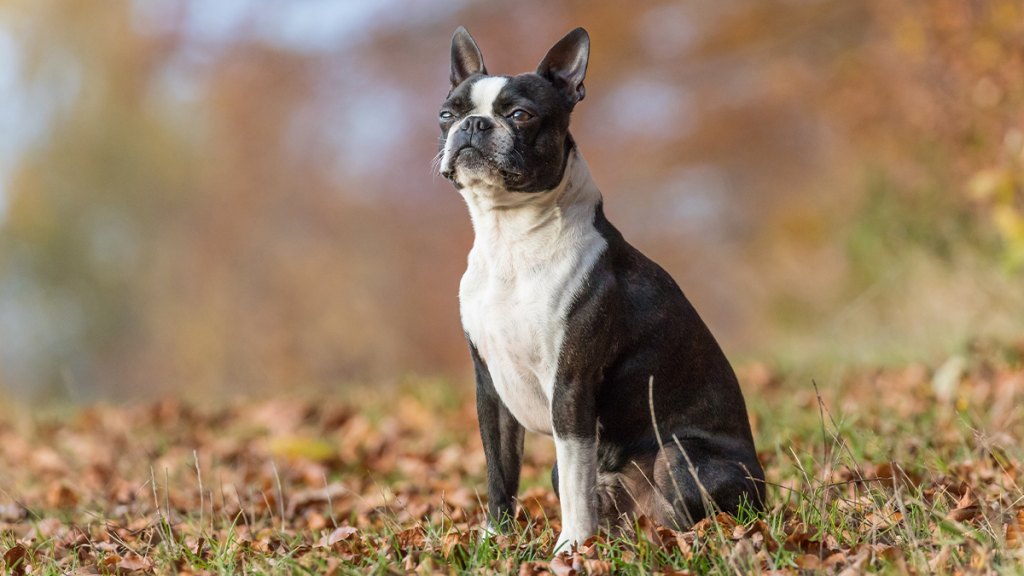 Boston Terrier