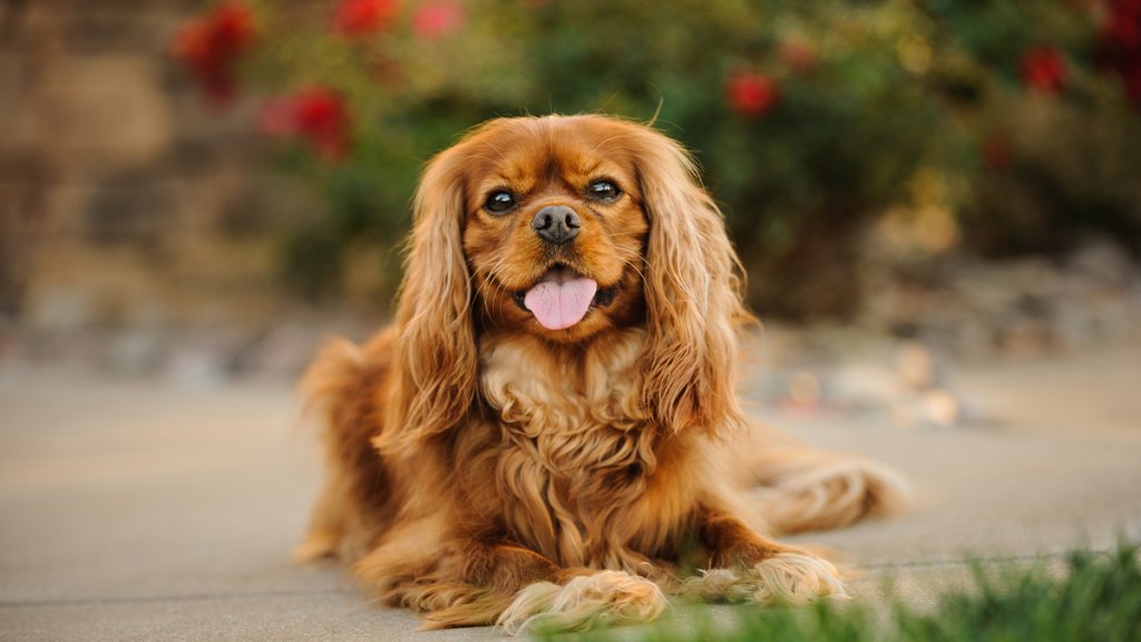 Cavalier King Charles Spaniel