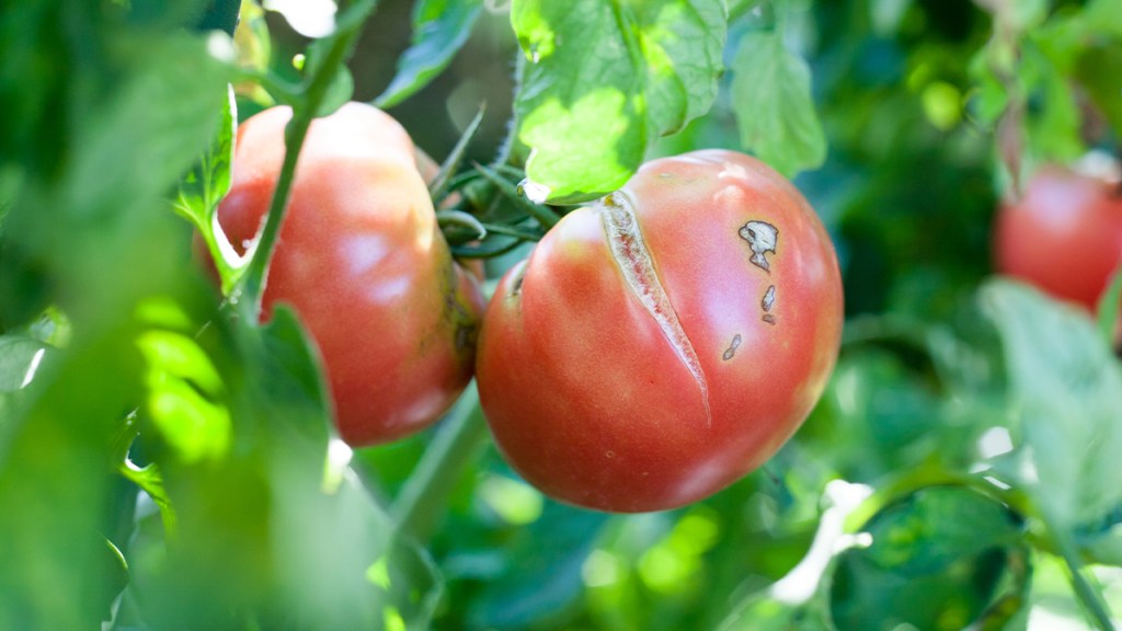 Vertical-split-tomato