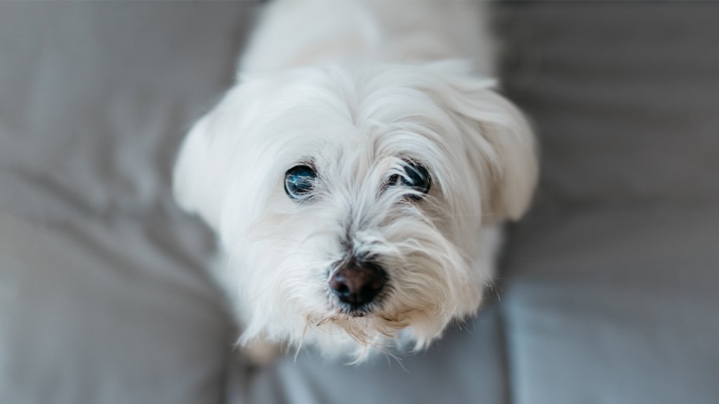 Maltese dog