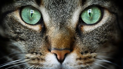 Close up the very green eyes of a cat staring, begging the question why do cats stare