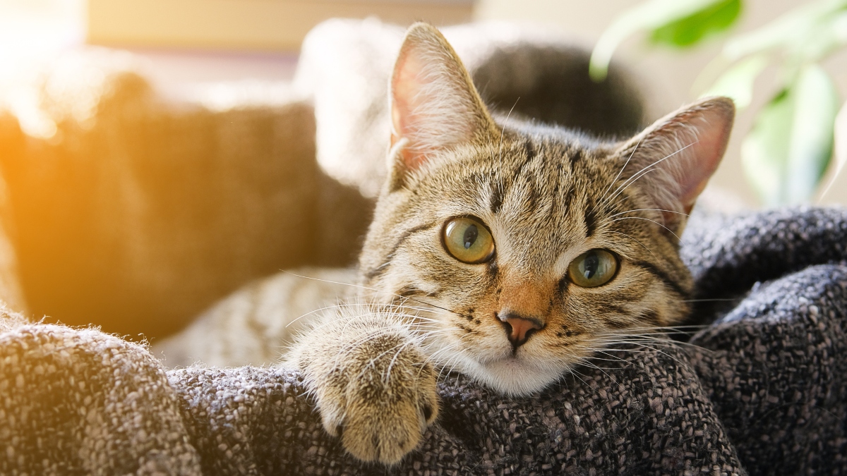 Cat Stare: What It Means When Kitty Won't Stop Watching | Woman's