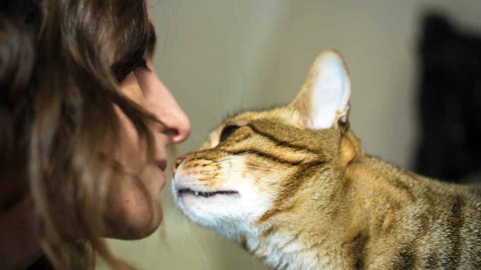 Cat smelling woman's face