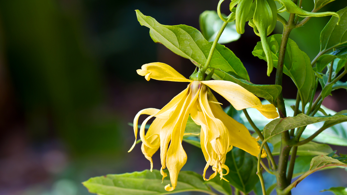 Ylang Ylang Esential Oil Benefits for Hair and More Woman's World
