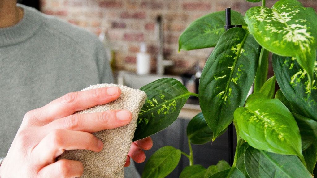 Dusting house plants with mineral oil