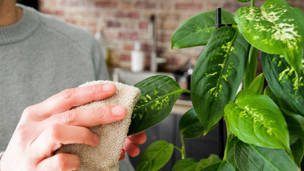 Dusting house plants with mineral oil