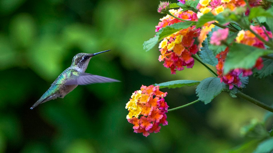 gardening hummingbird