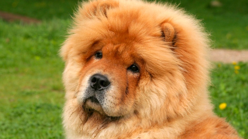 Chow Chow outside
