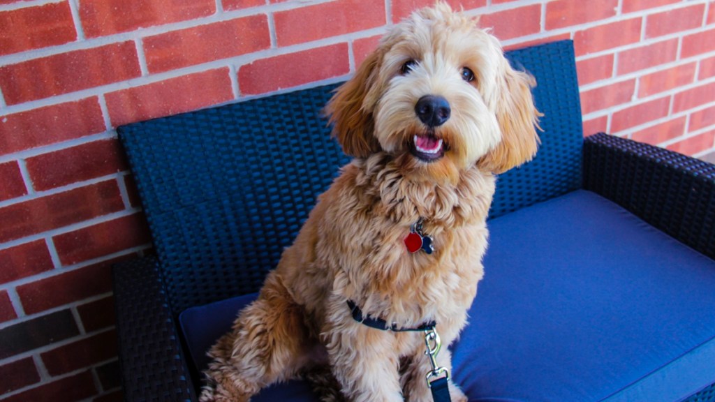 happy golden doodle on blue chair