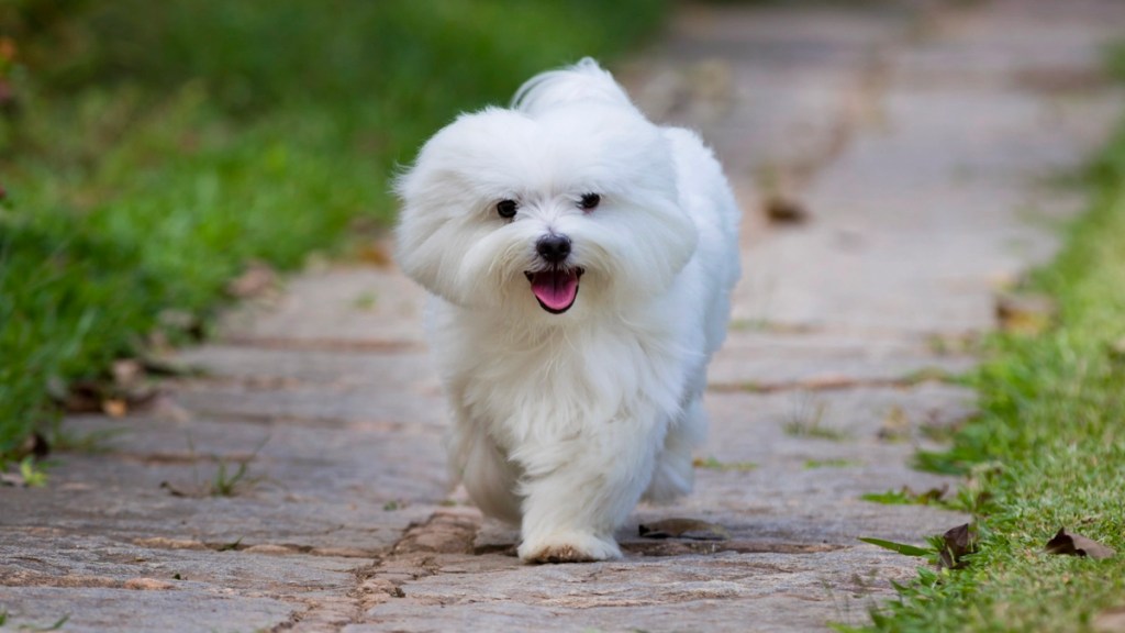 Maltese puppy walking on sidewalk