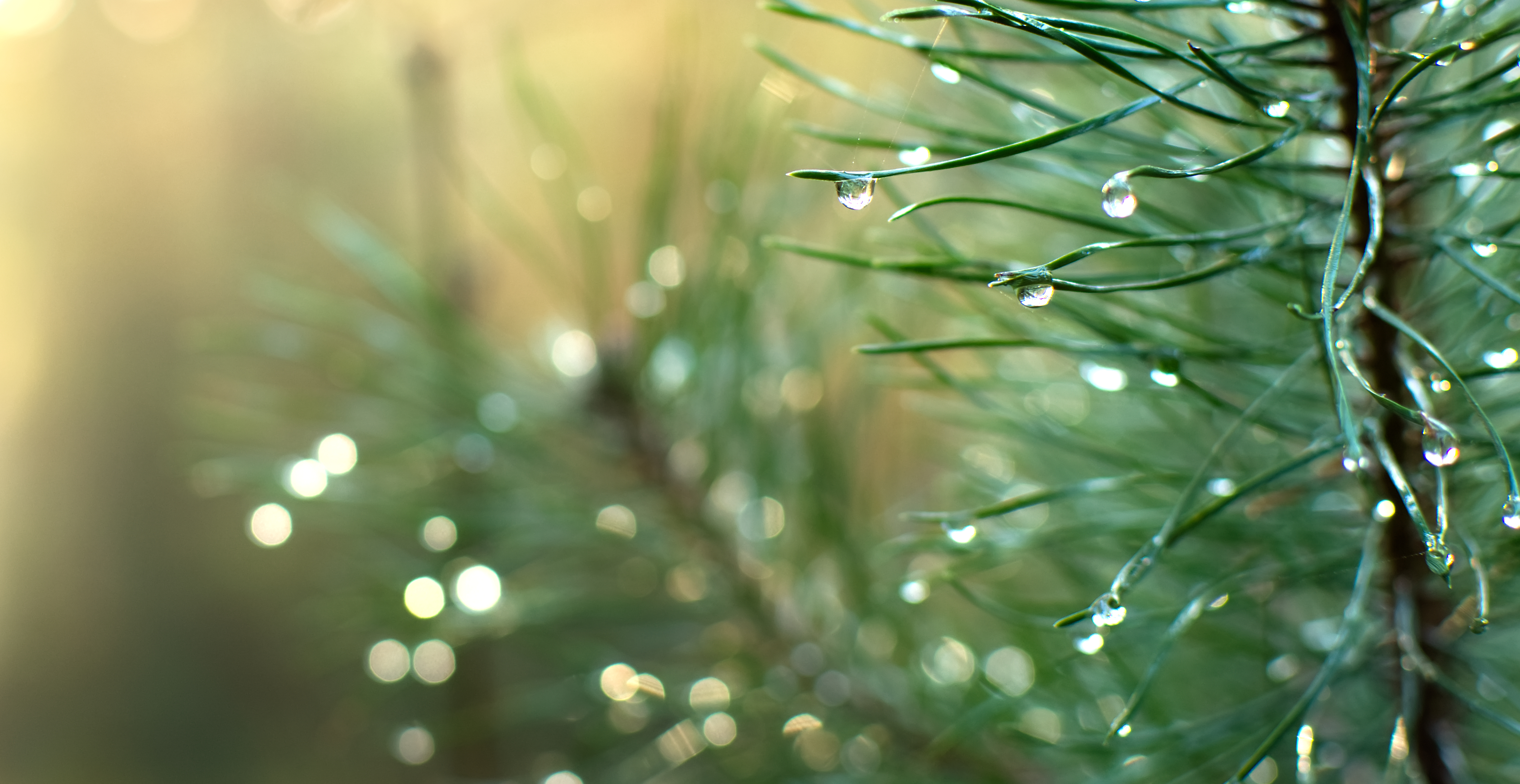 Pine bark extract may protect skin from seasonal changes