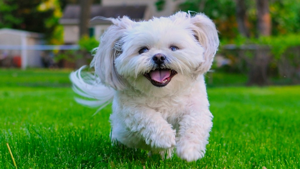 çimlerde koşan mutlu beyaz shih tzu köpek