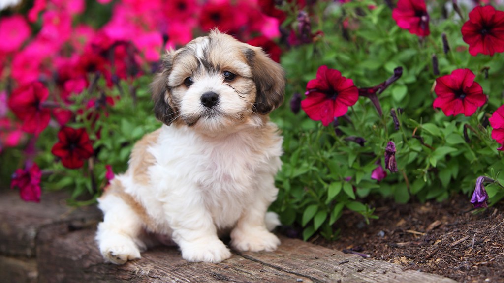 pembe çiçekler tarafından oturan kahverengi ve beyaz shichon oyuncak ayı köpek