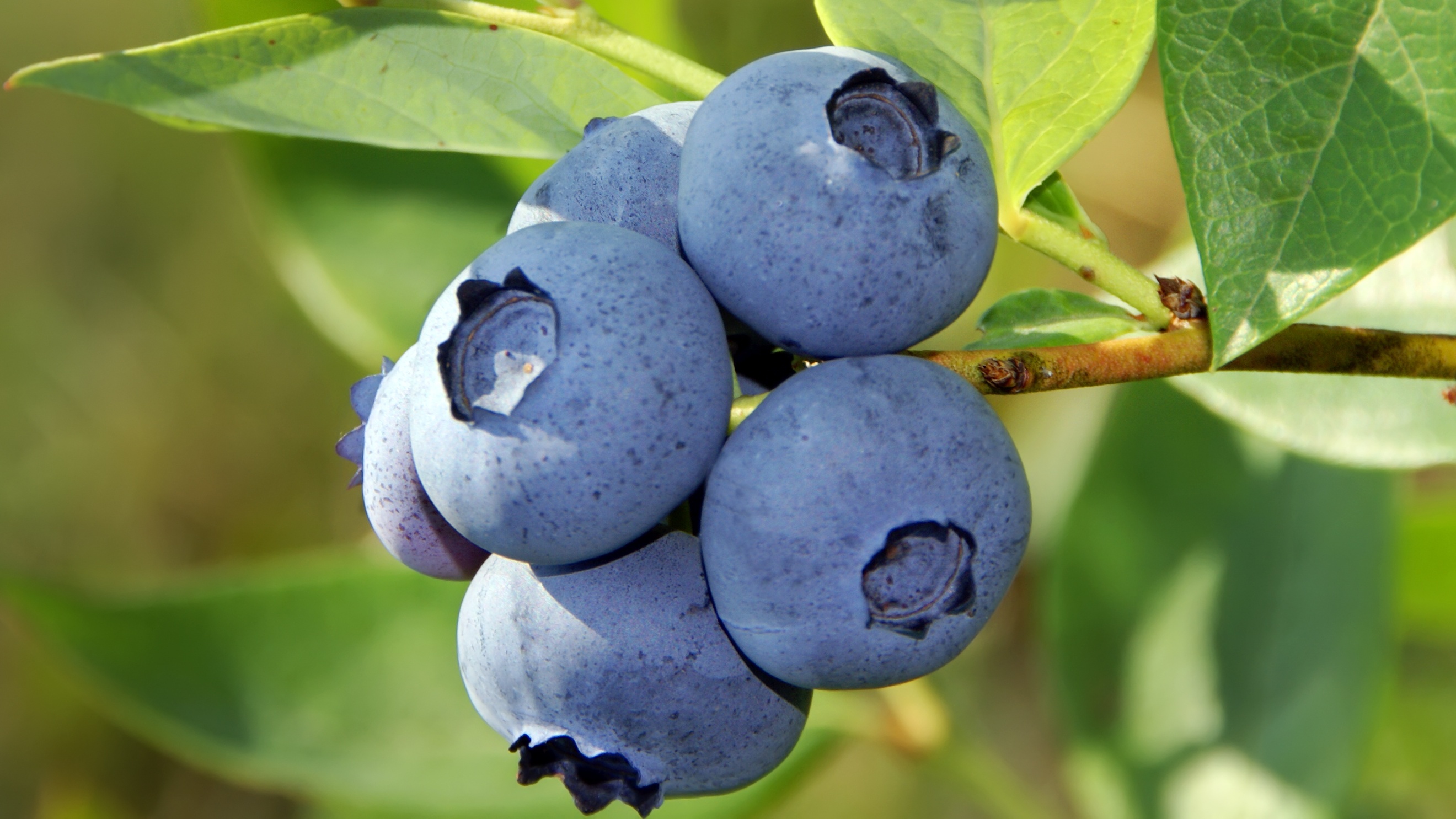 Knop Motivering Meget How to Grow a Blueberry Bush From One Berry - Woman's World