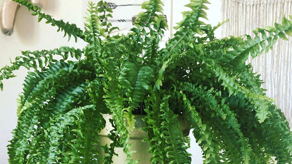 Boston Fern