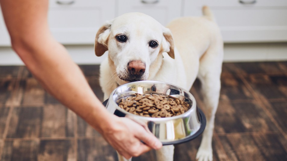 Dog looking at their food bowl