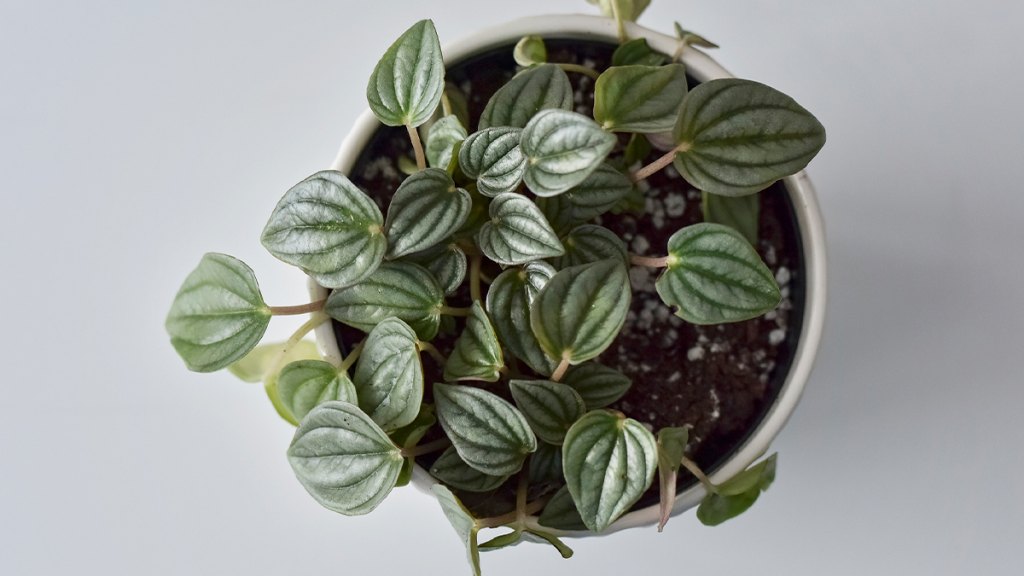 Peperomia