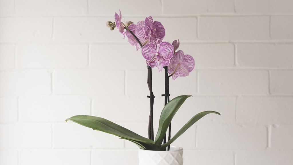 Phalaenopsis Orchid